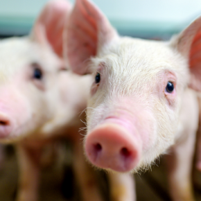 两大养猪企业同时爆雷 猪肉价格会不会涨？