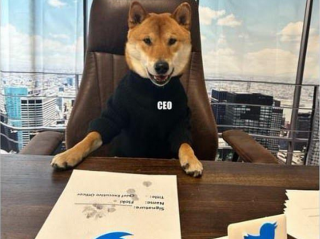 马斯克宣布自己的爱犬弗洛基为推特新CEO，并称盈利后将出售推特