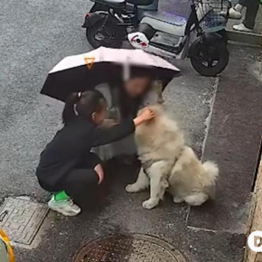 江苏女子路边碰见狗好奇上前摸几下 遭狗撕咬面部，痛苦尖叫！