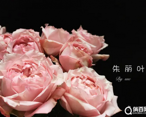 世界上最贵的玫瑰花,朱丽叶玫瑰你知道多少钱一朵?